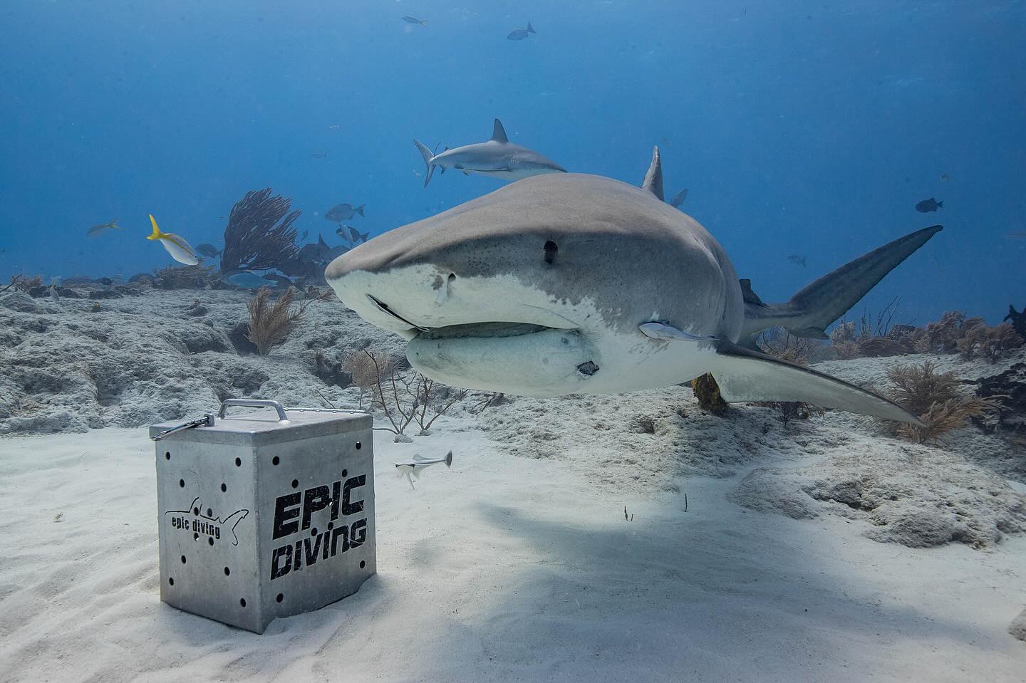 Epic Diving Scuba Diving Cat, Bahamas