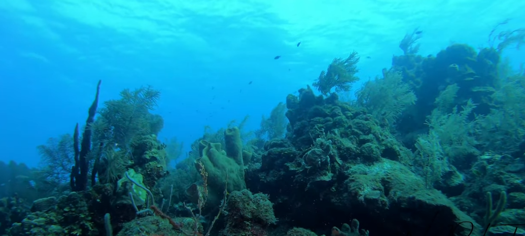 Half Moon Wall Dive Site Scuba Diving Lighthouse Reef, Belize
