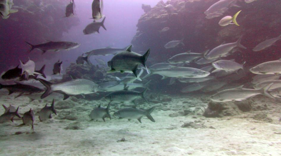 Turtle Reef Dive Site Scuba Diving Grand Cayman, Cayman Islands