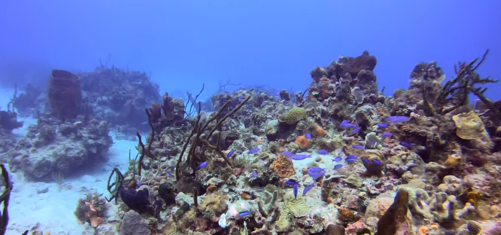English Reef, Treasure Beach Dive Site