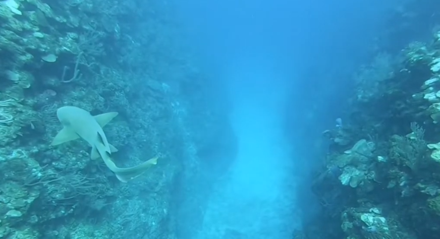 Esmeralda Canyons Dive Site Scuba Diving San Pedro, Belize
