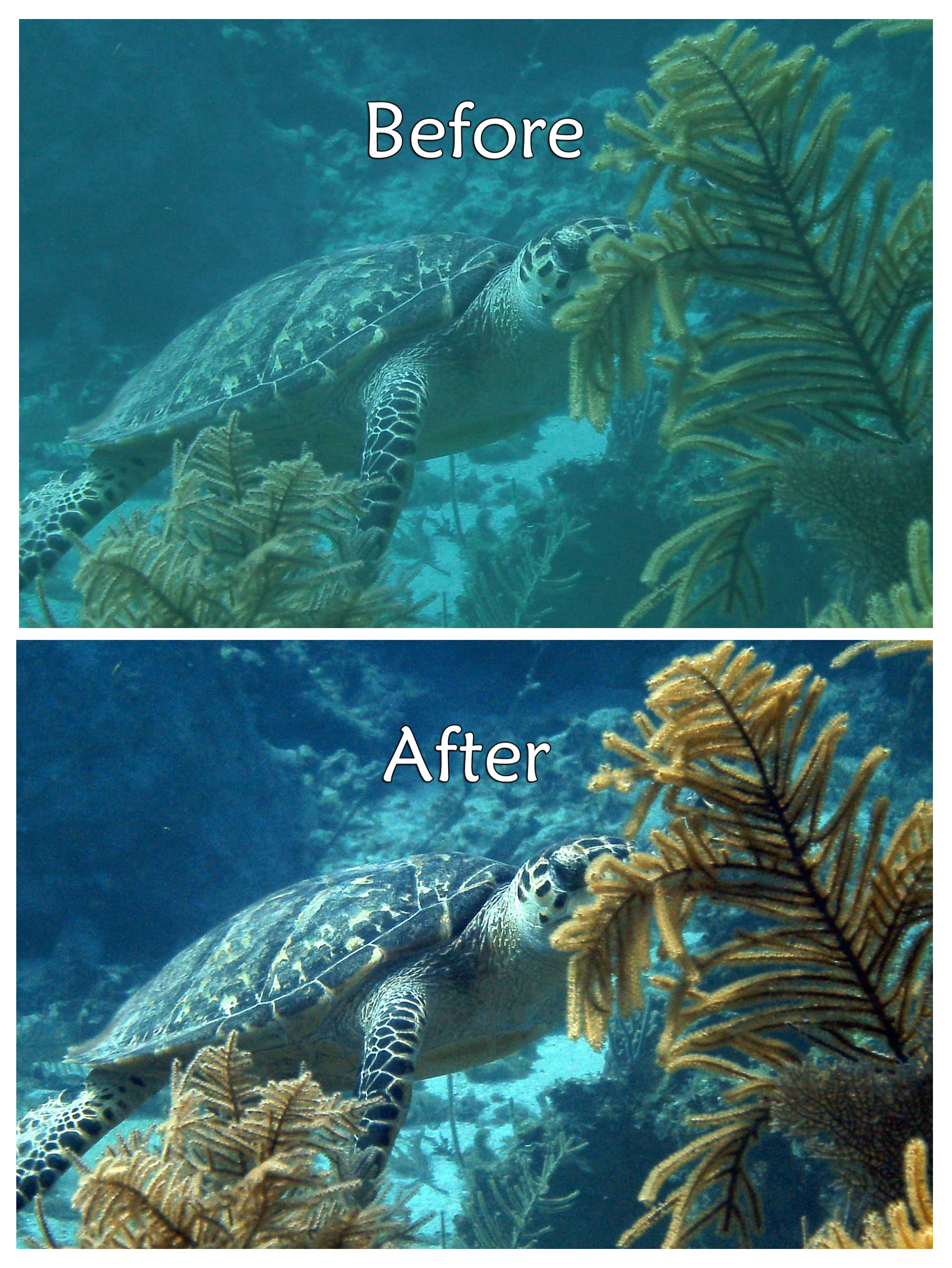 Underwater Image Color Correction