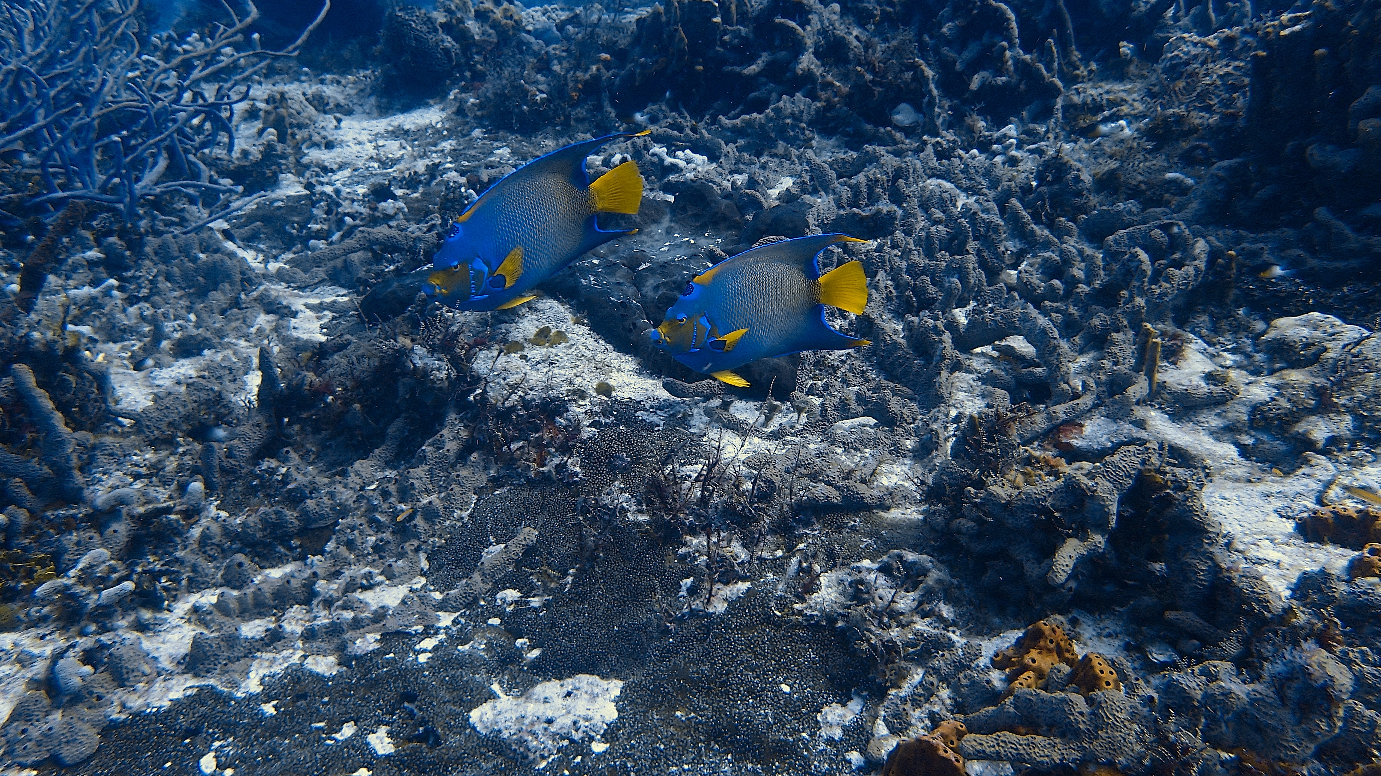 Dressel Divers Cozumel Scuba Diving Cozumel, Mexico