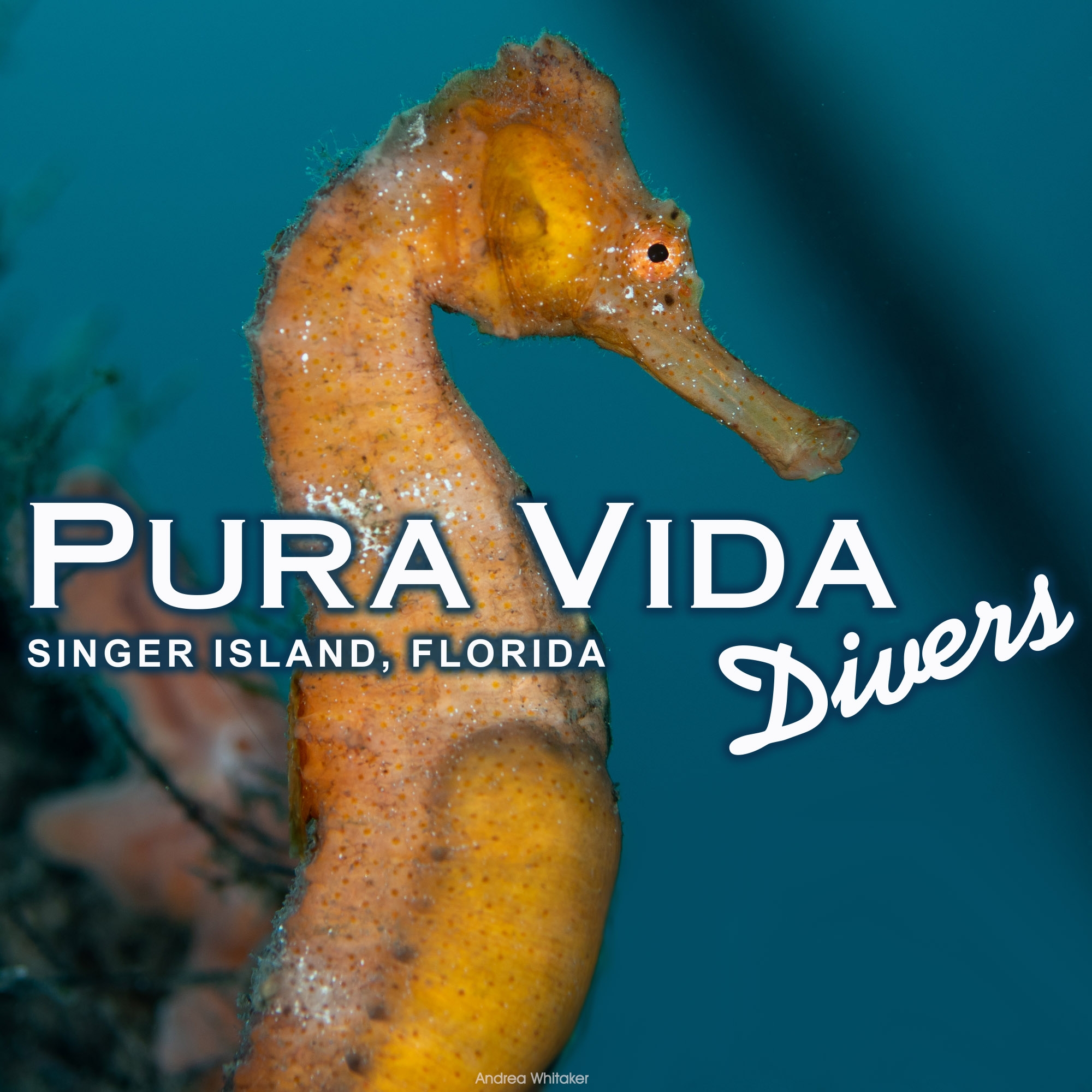 Pura Vida Divers Scuba Diving Riviera Beach, United States