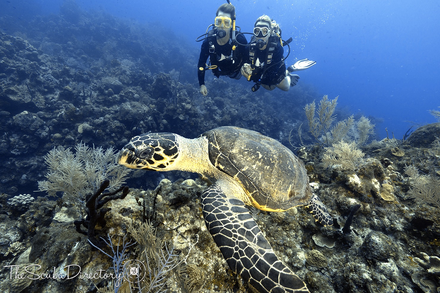 Living The Dream Divers Scuba Diving Grand Cayman, Cayman Islands