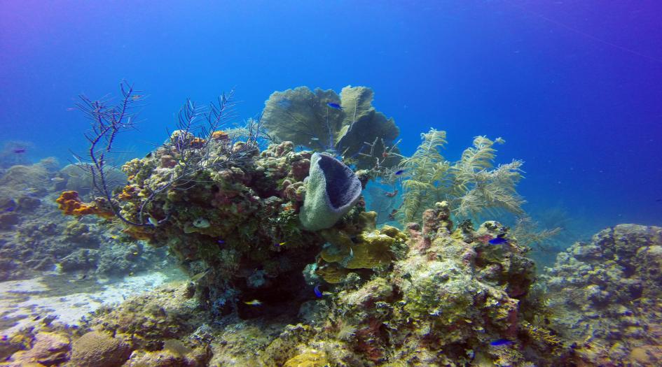 Scott's Dock Dive Site Scuba Diving Cayman Brac, Cayman Islands