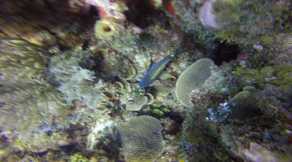 Long Reef Dive Site Scuba Diving Big Corn Island, Nicaragua