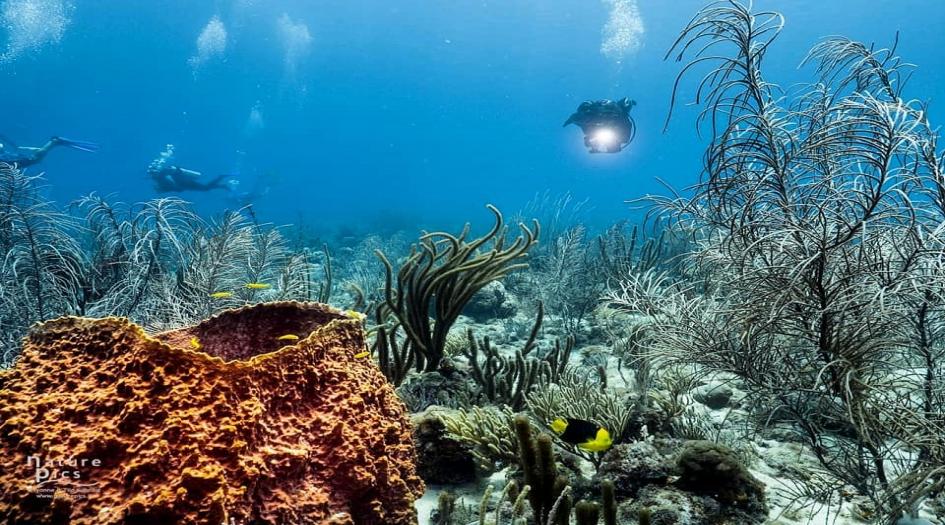 Watamula Dive Site Scuba Diving Curacao, Dutch Caribbean