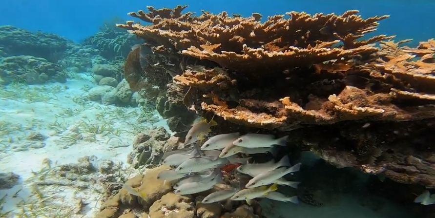 Hol Chan Marine Reserve Dive Site Scuba Diving Ambergris Caye, Belize