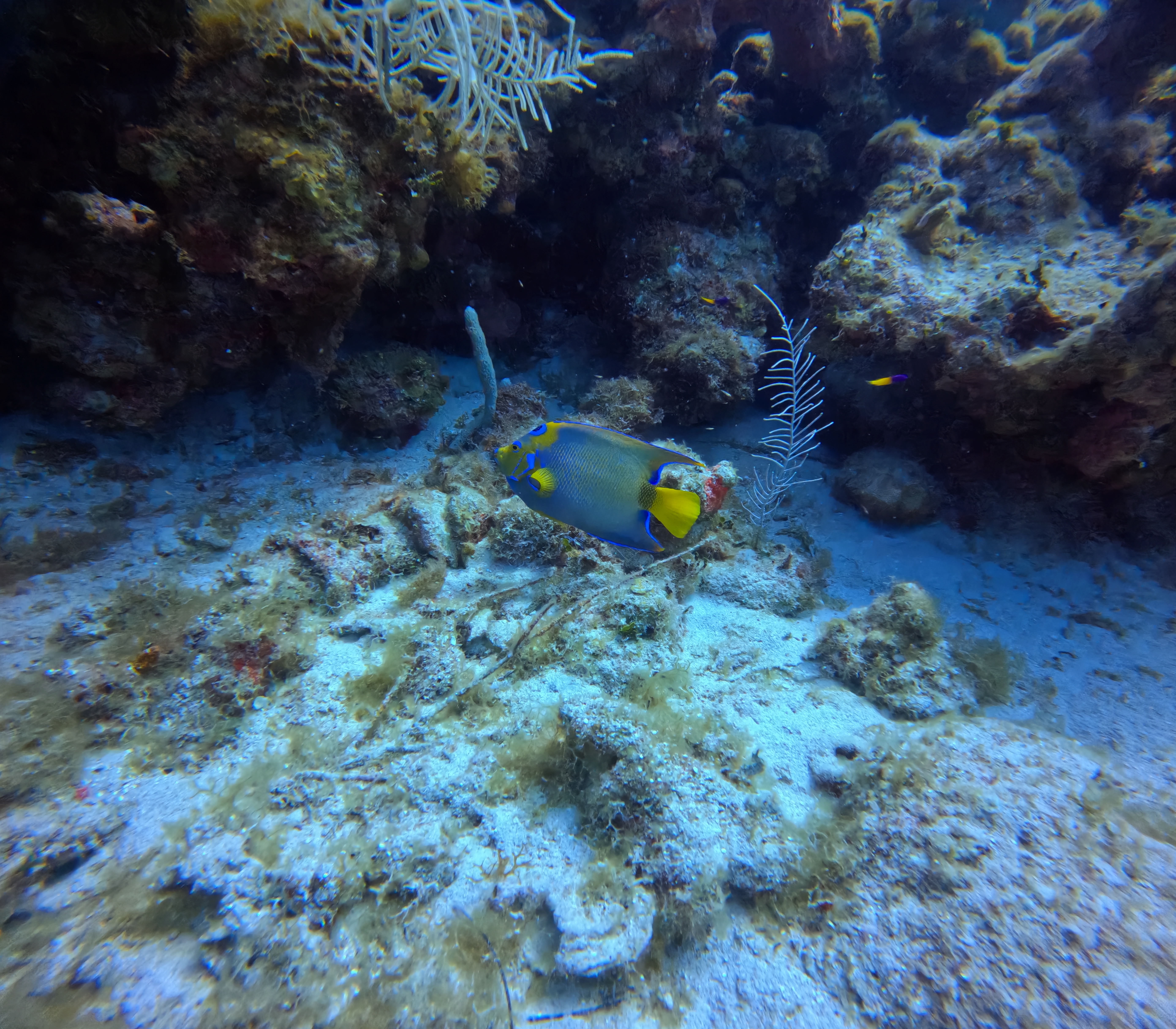 The Scuba Directory