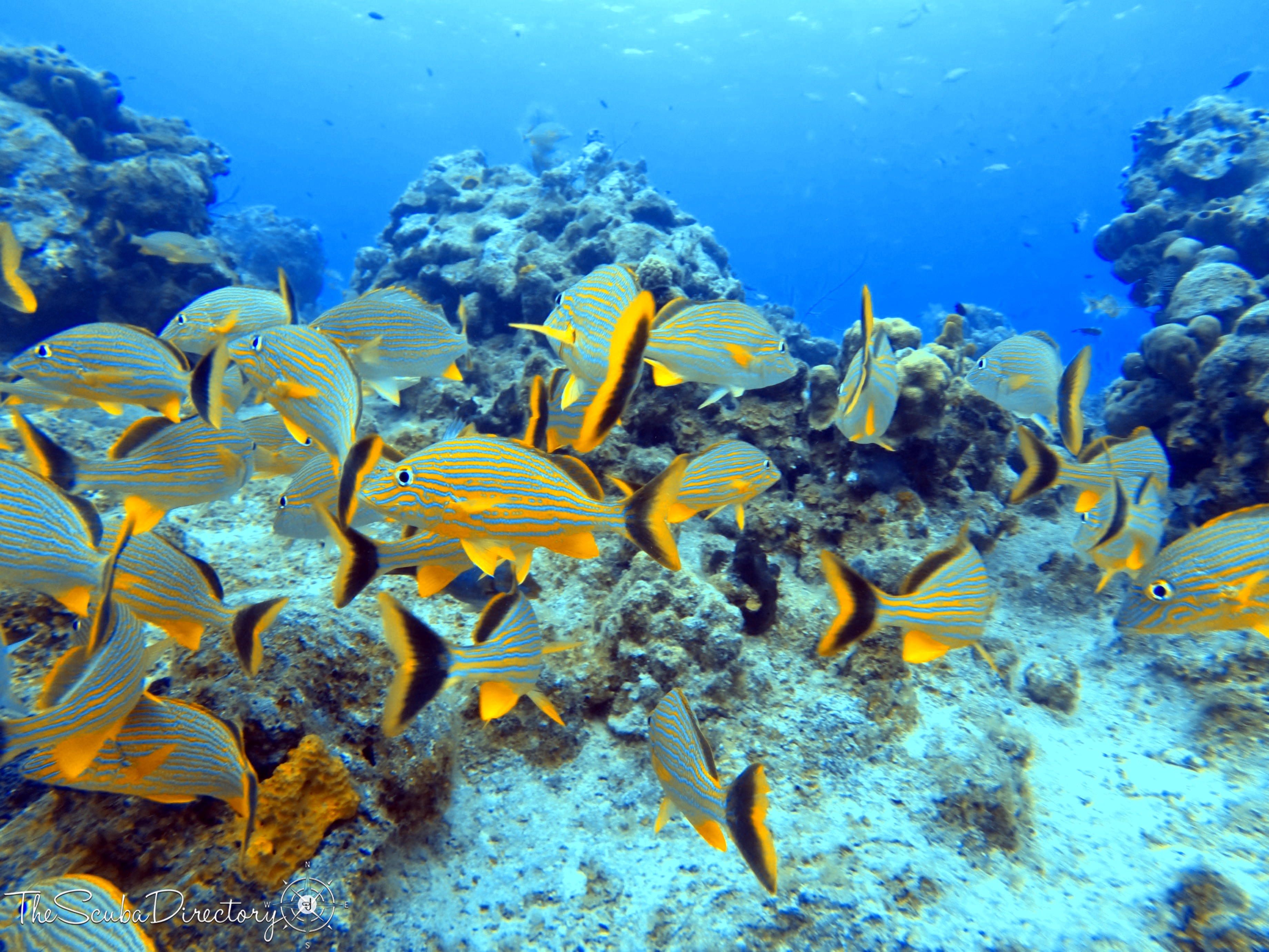 La Mesa Dive Site Scuba Diving Grand Cayman, Cayman Islands