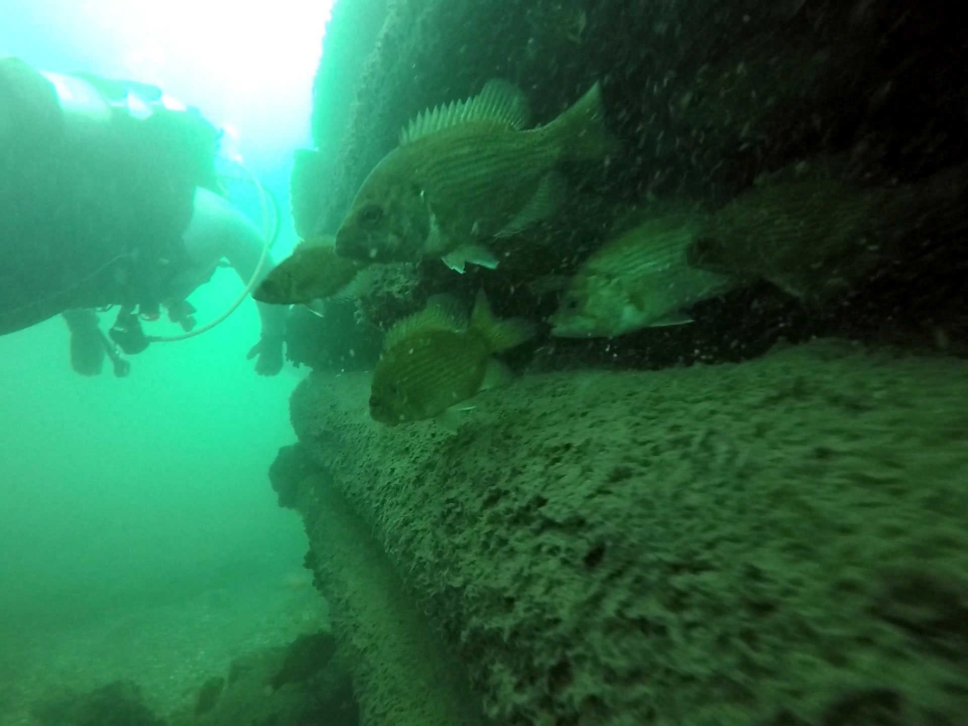 Lock 23 Dive Site Scuba Diving Morrisburg, Canada