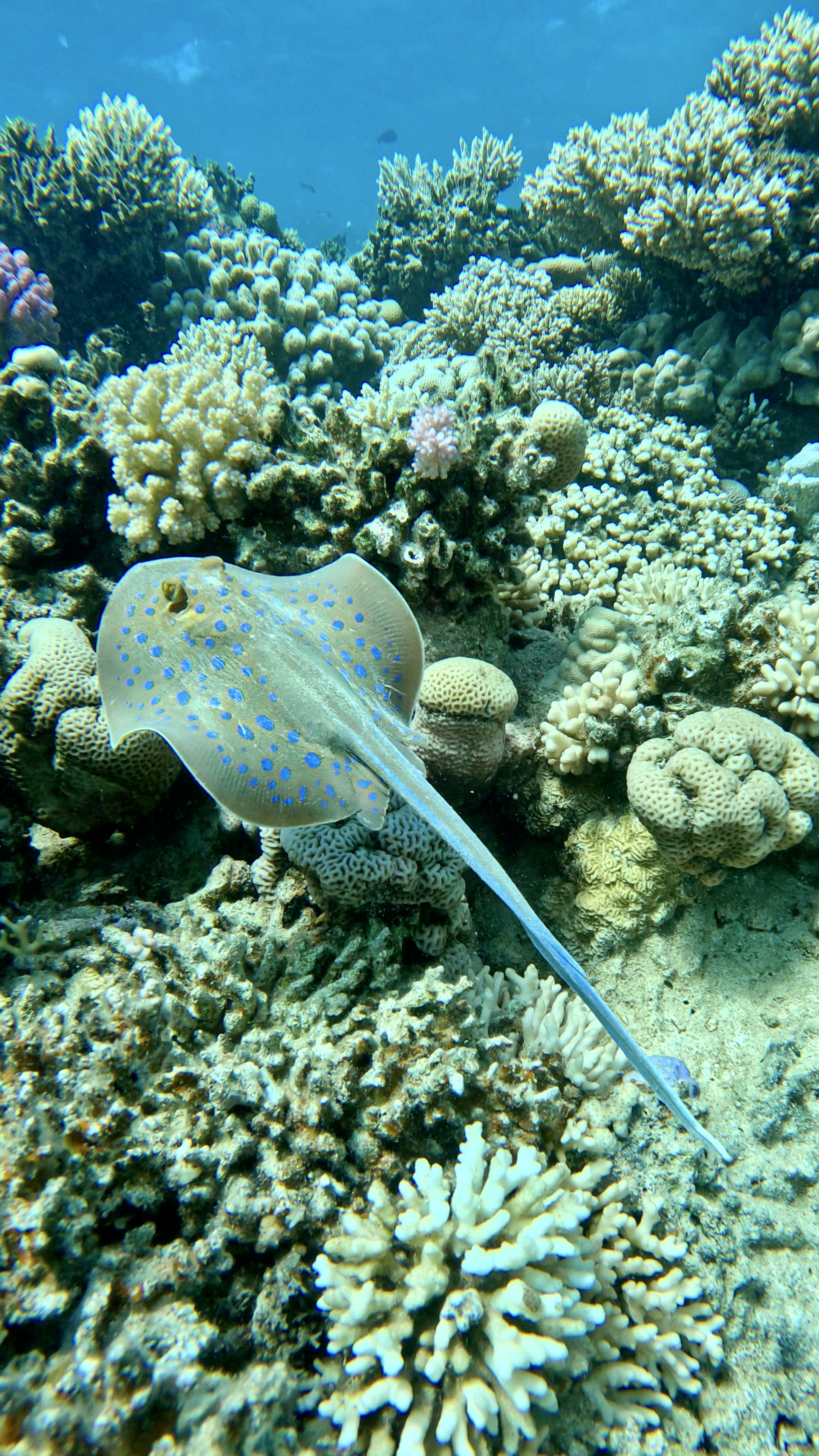 Ras Za'tar, Sharm El Sheikh Dive Site