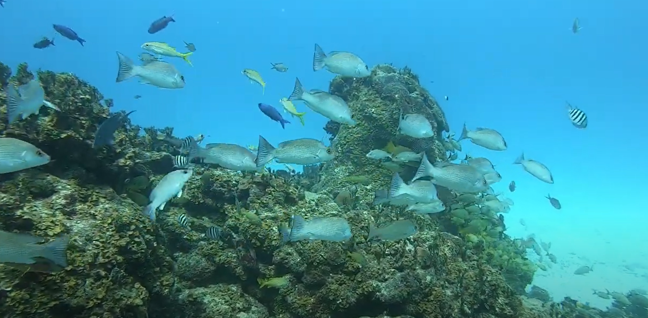 Rainbow Reef Dive Site Scuba Diving Bimini Islands, Bahamas