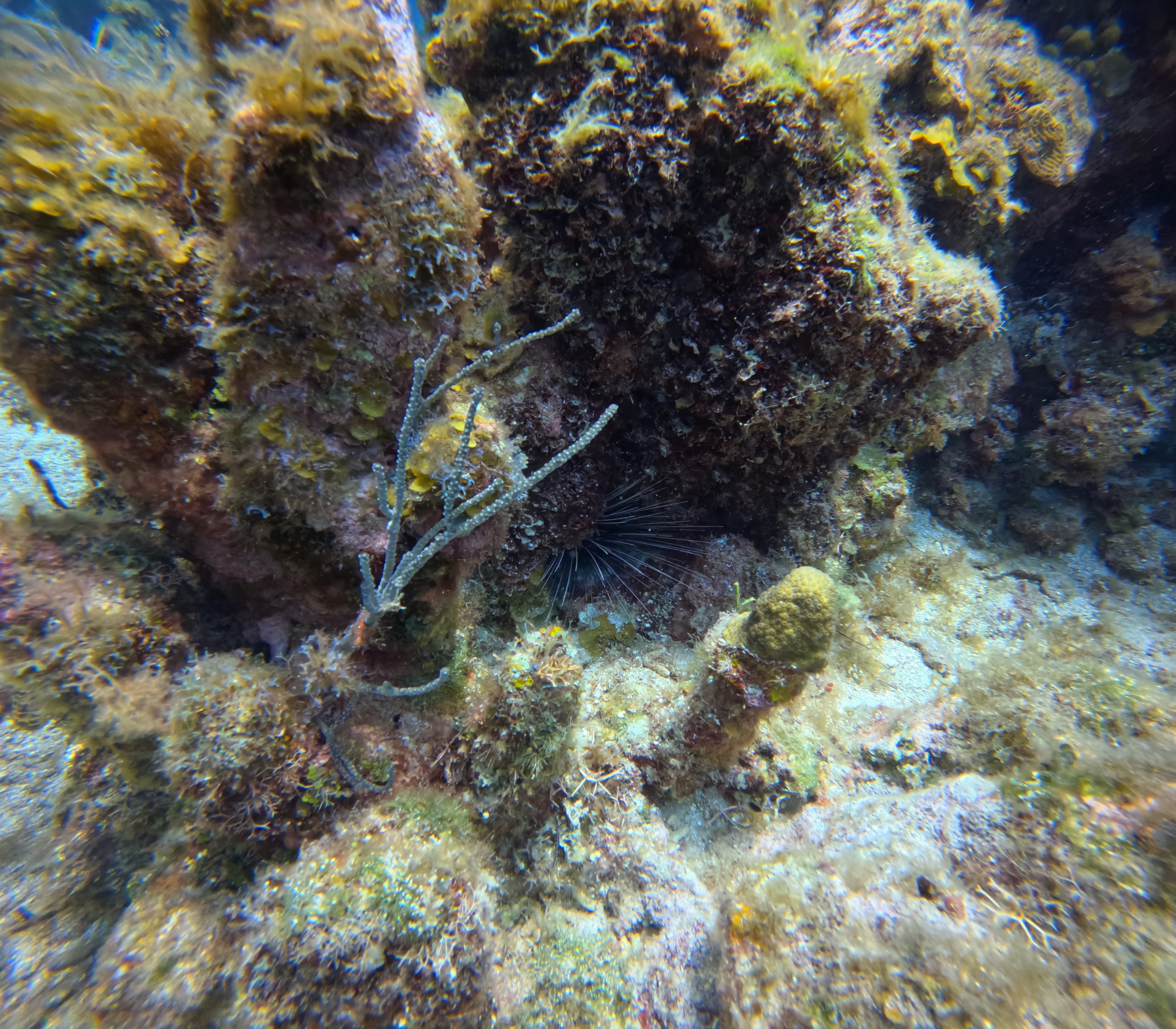 Blue Channel Dive Site Scuba Diving Roatan, Honduras