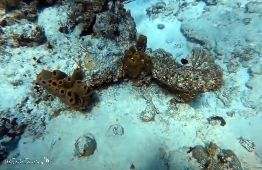 Tormentos Dive Site Scuba Diving Cozumel, Mexico