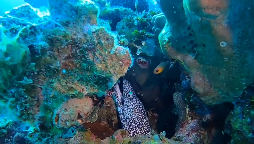 Driveway  Dive Site Scuba Diving West Caicos, Turks and Caicos Islands