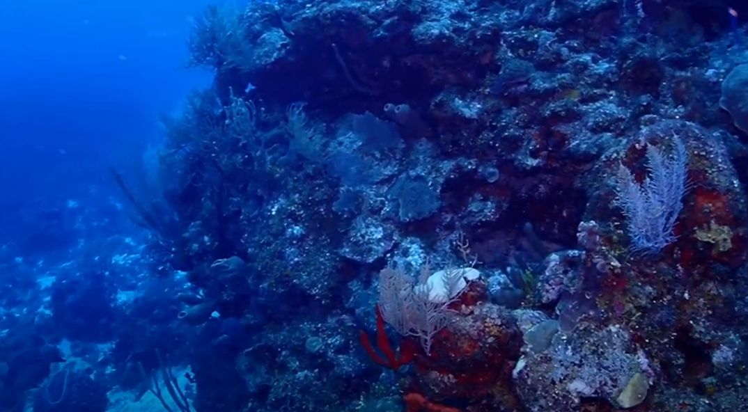 The Elbow Dive Site Scuba Diving Turneffe, Belize