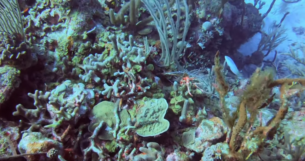 Parrot Reef Dive Site Scuba Diving South Water Caye, Belize