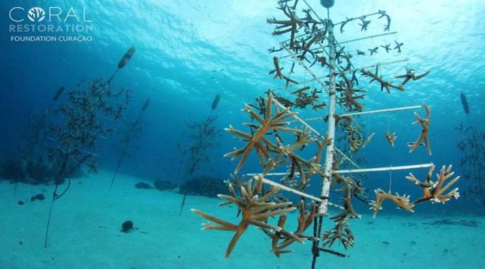 Coral Restoration Foundation Curacao - Ocean Encounters Nursery Dive Site Scuba Diving Curacao, Dutch Caribbean