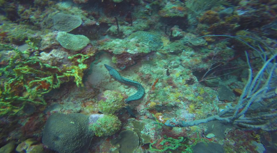 Black Forest Dive Site Scuba Diving St George's, Grenada
