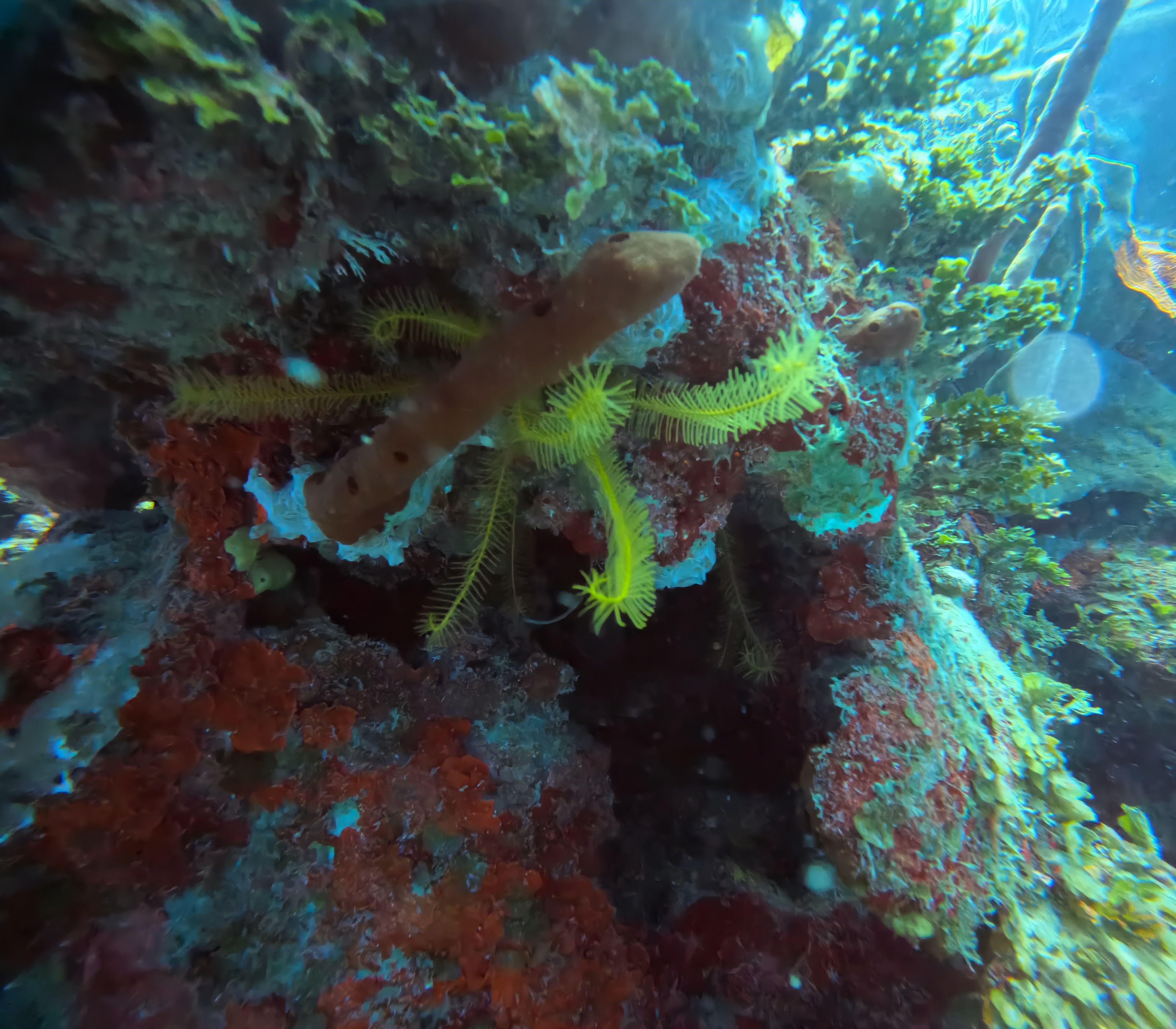 Matanzas Bay Dive Site Scuba Diving Varadero, Cuba