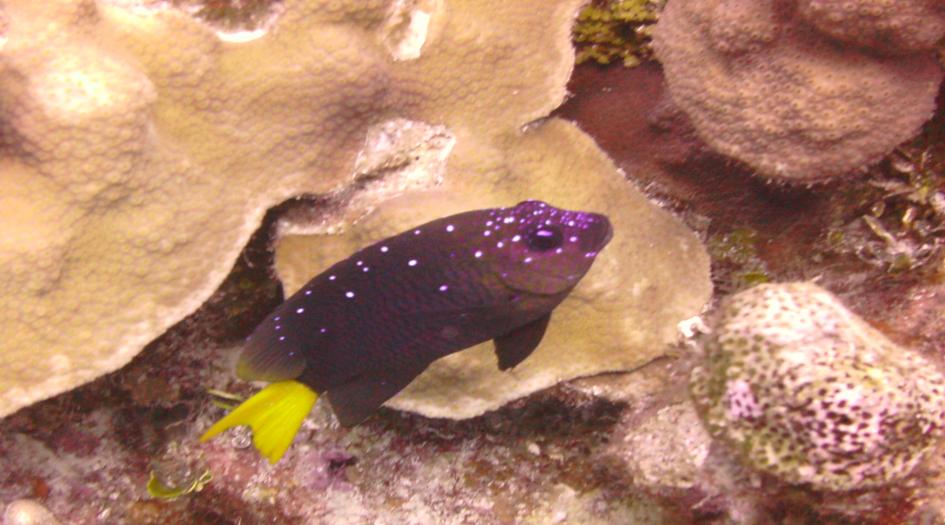 Lone Star Reef Dive Site Scuba Diving Grand Cayman, Cayman Islands