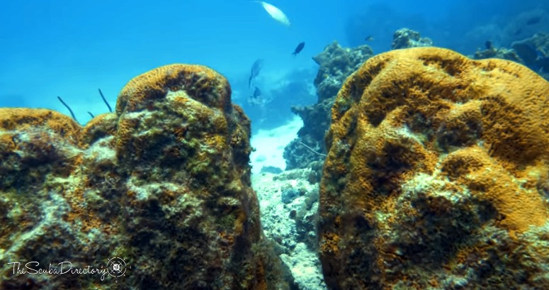 Yucab, Cozumel Dive Site