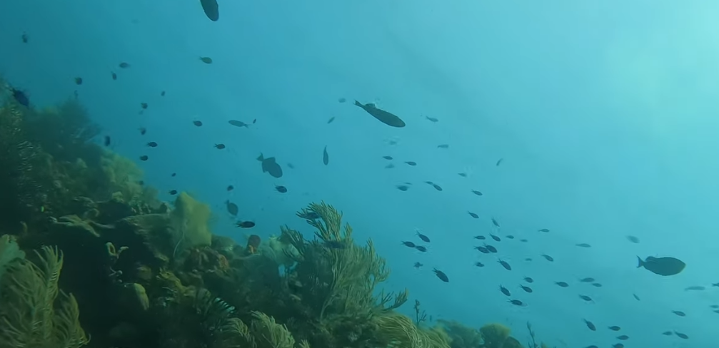 Texas Dive Site Scuba Diving Roatan, Honduras