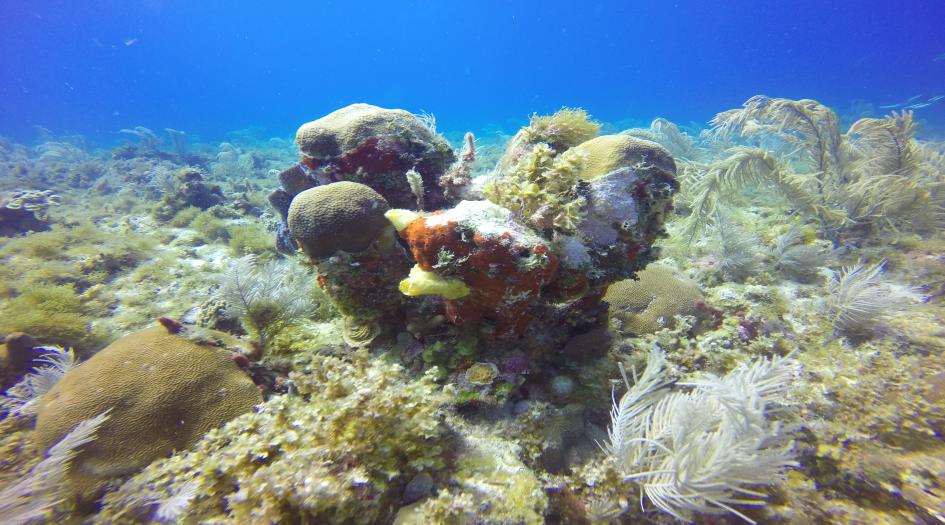 Chavo Dive Site Scuba Diving Big Corn Island, Nicaragua