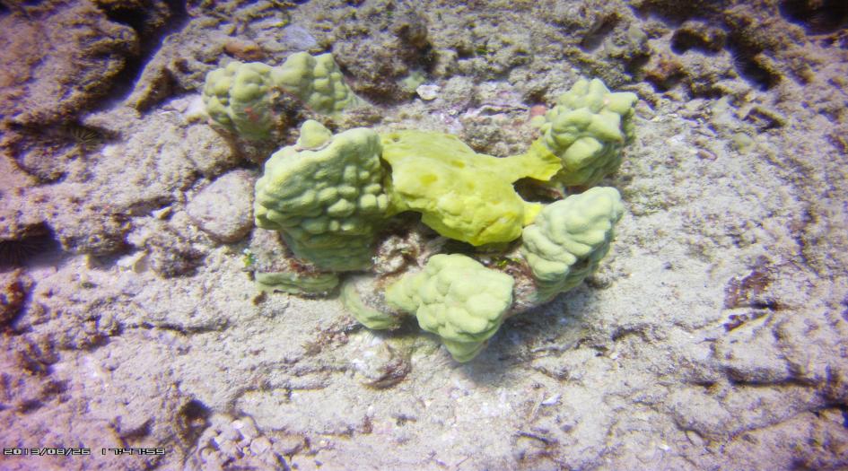 Fantasy Reef Dive Site Scuba Diving Oahu, United States