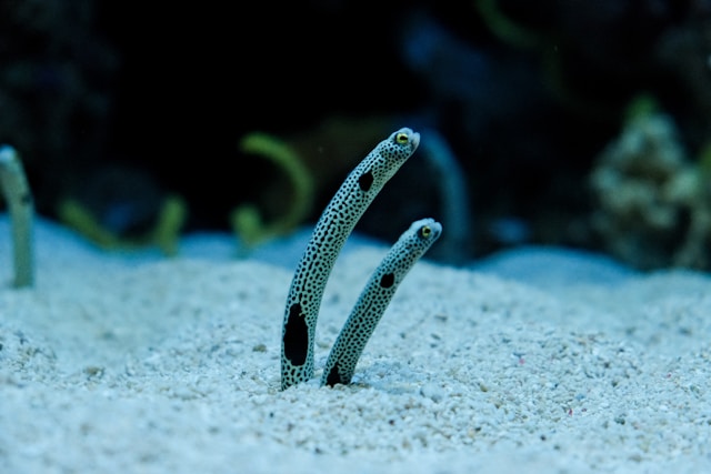 Eel Garden, Sharm El Sheikh Dive Site