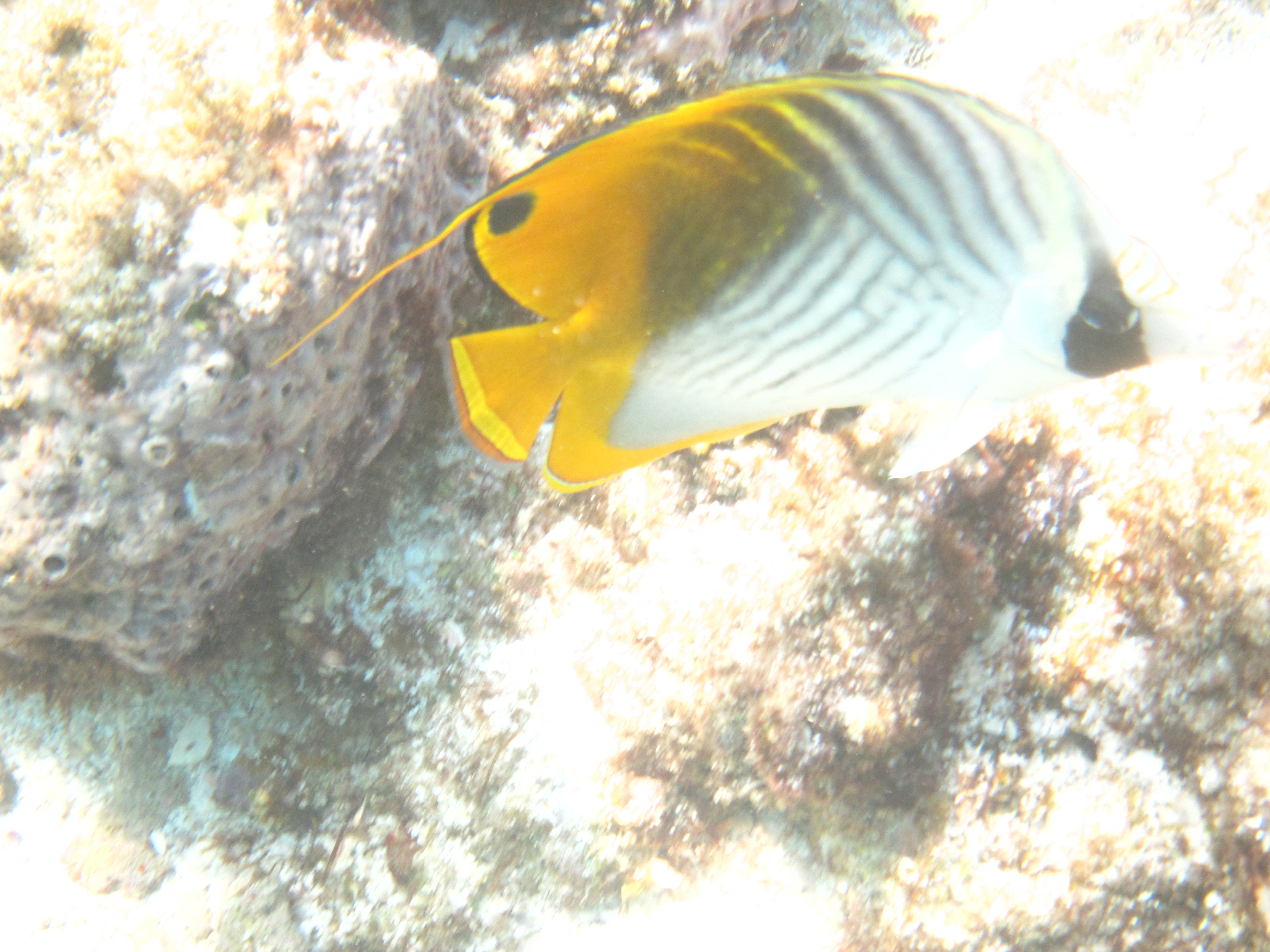 reef 5 miles Dive Site Scuba Diving Ilha de Benguerra, Mozambique