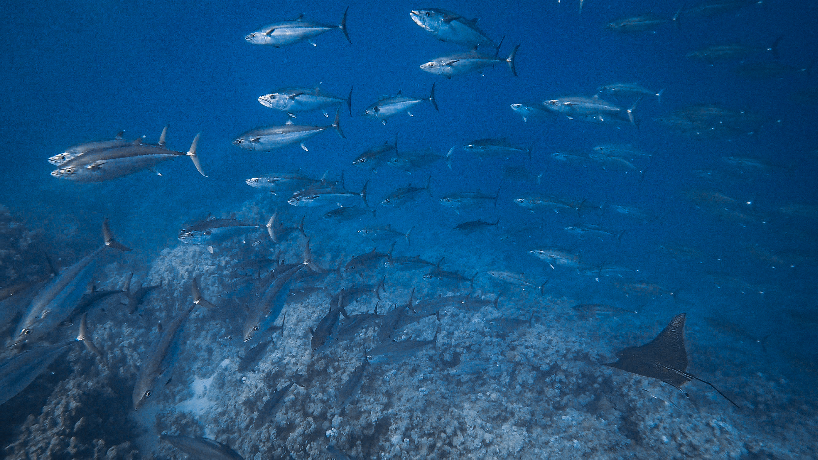 Temple Dive Site Scuba Diving Sharm El Sheikh, Egypt