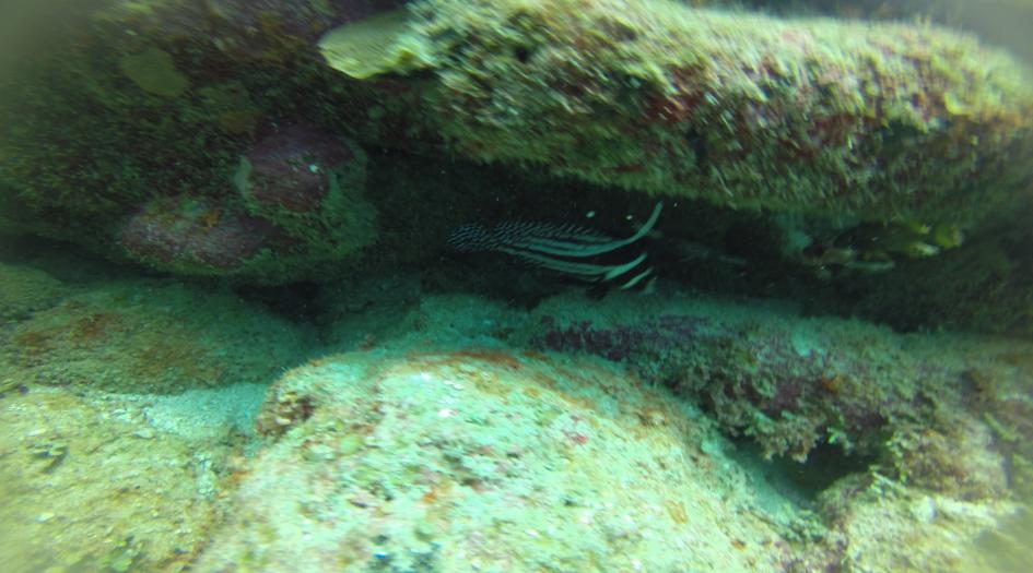 La Poza Dive Site Scuba Diving Xcalak, Mexico