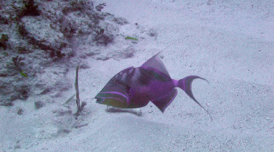 Butterfly Reef Dive Site Scuba Diving Cayman Brac, Cayman Islands