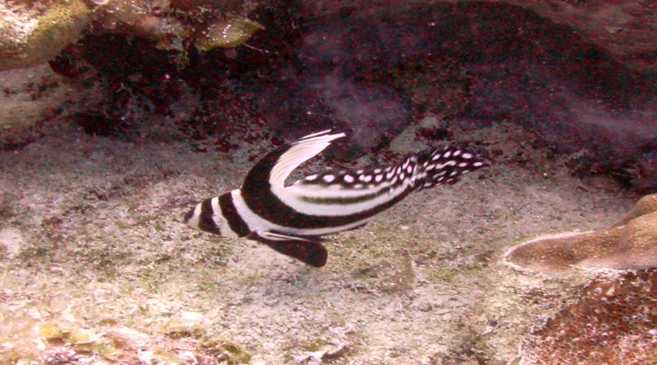 Aquarium Dive Site Scuba Diving Grand Cayman, Cayman Islands