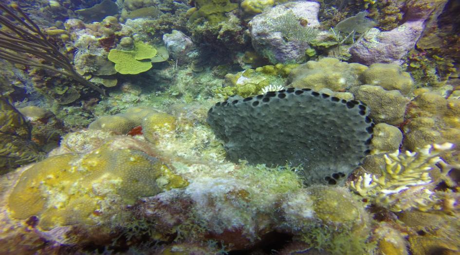 Chino Dive Site Scuba Diving Big Corn Island, Nicaragua