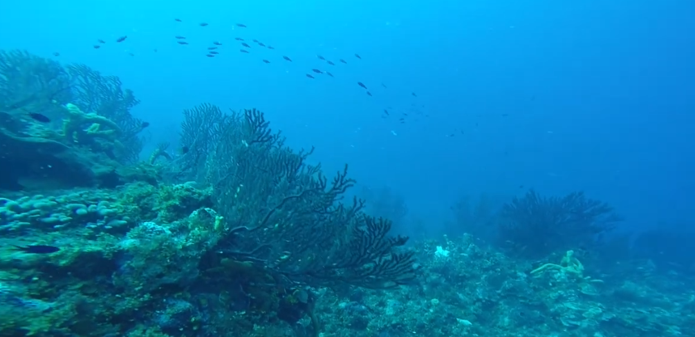 Devils Reef Dive Site Scuba Diving Ocho Rios, Jamaica