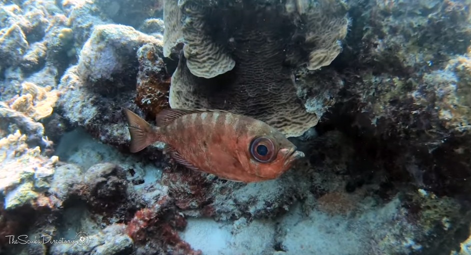 Eel Valley Dive Site Scuba Diving Curacao, Dutch Caribbean