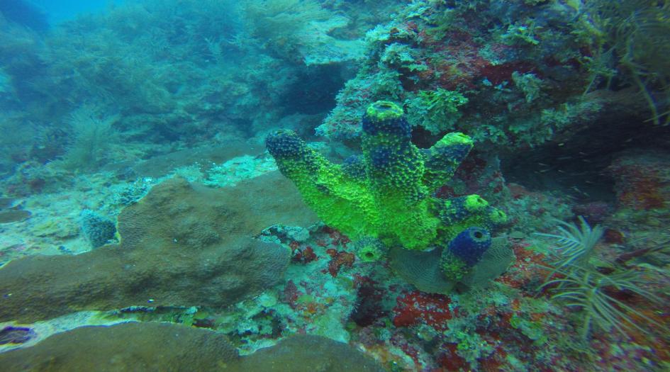 Squid Rock Dive Site Scuba Diving Big Corn Island, Nicaragua