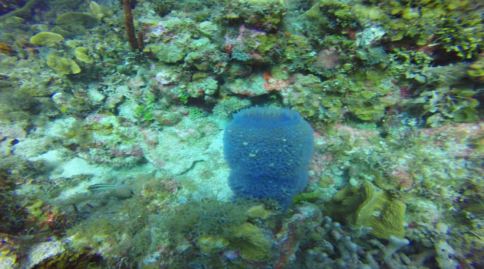 Nina's Mini Wall Dive Site Scuba Diving Cayman Brac, Cayman Islands