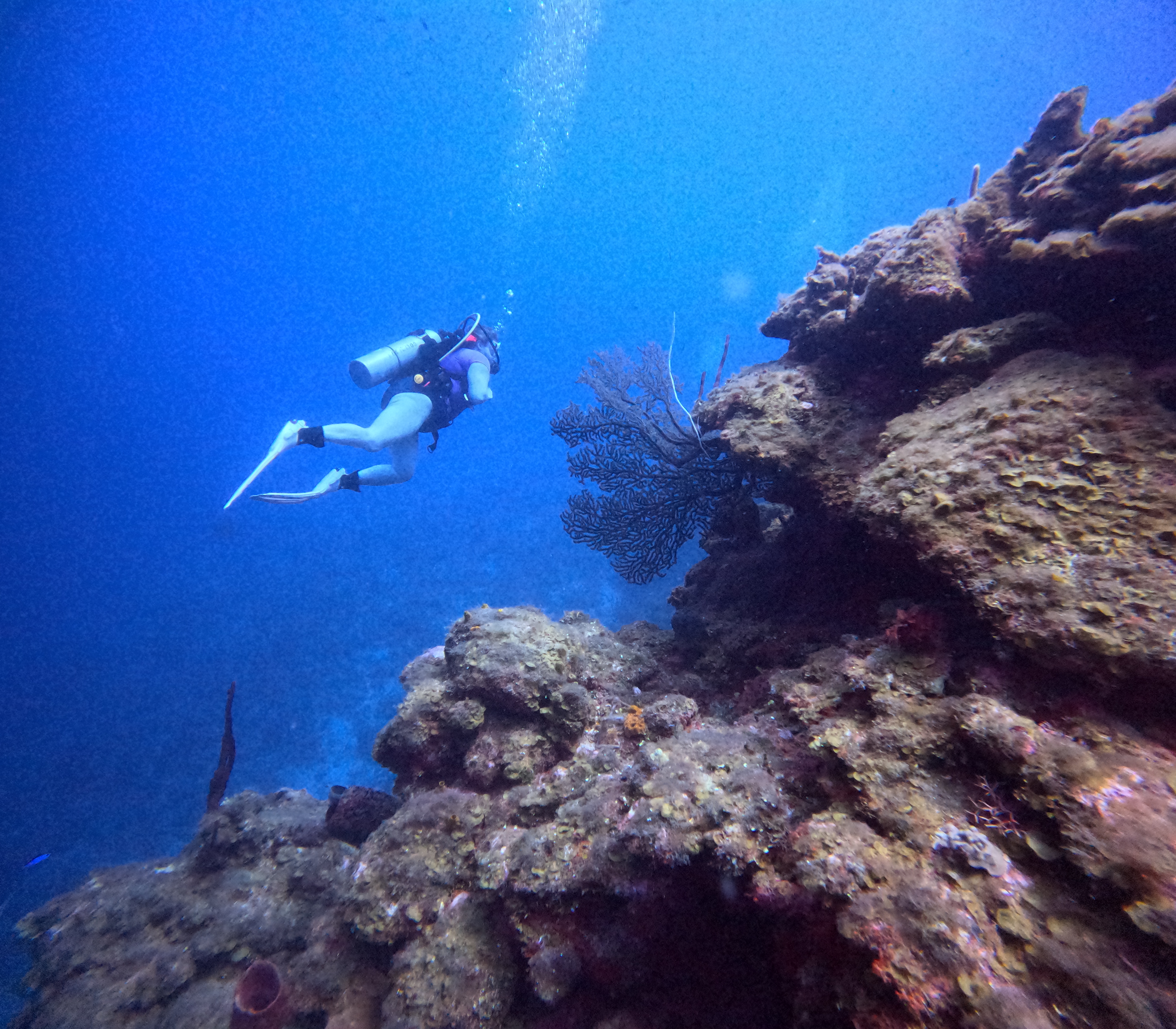 Zig Zag Dive Site Scuba Diving Roatan, Honduras