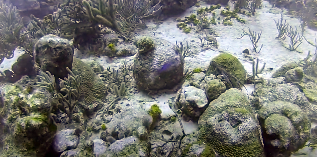 Mas Bango Reef, Aruba Dive Site