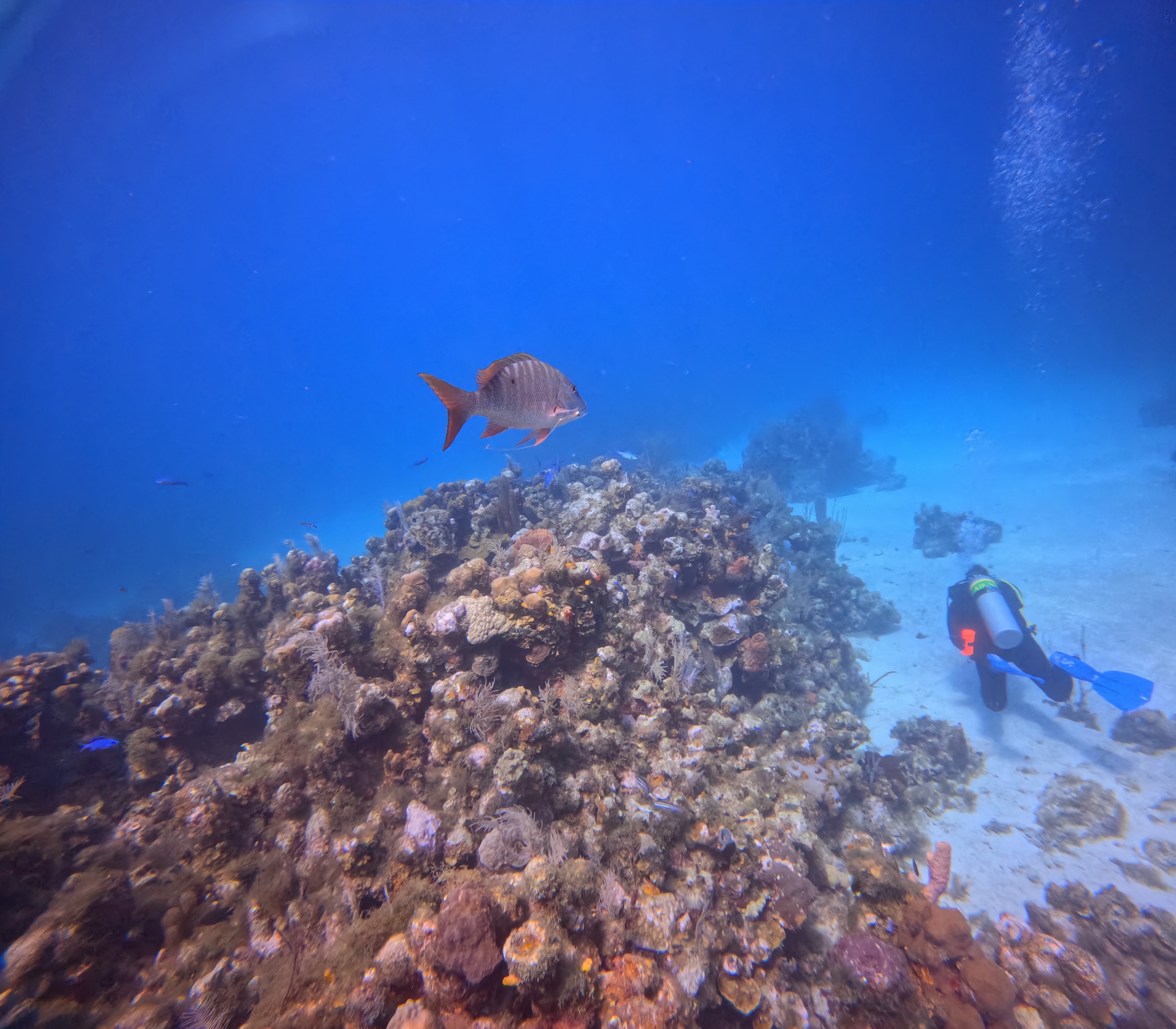 The Scuba Directory