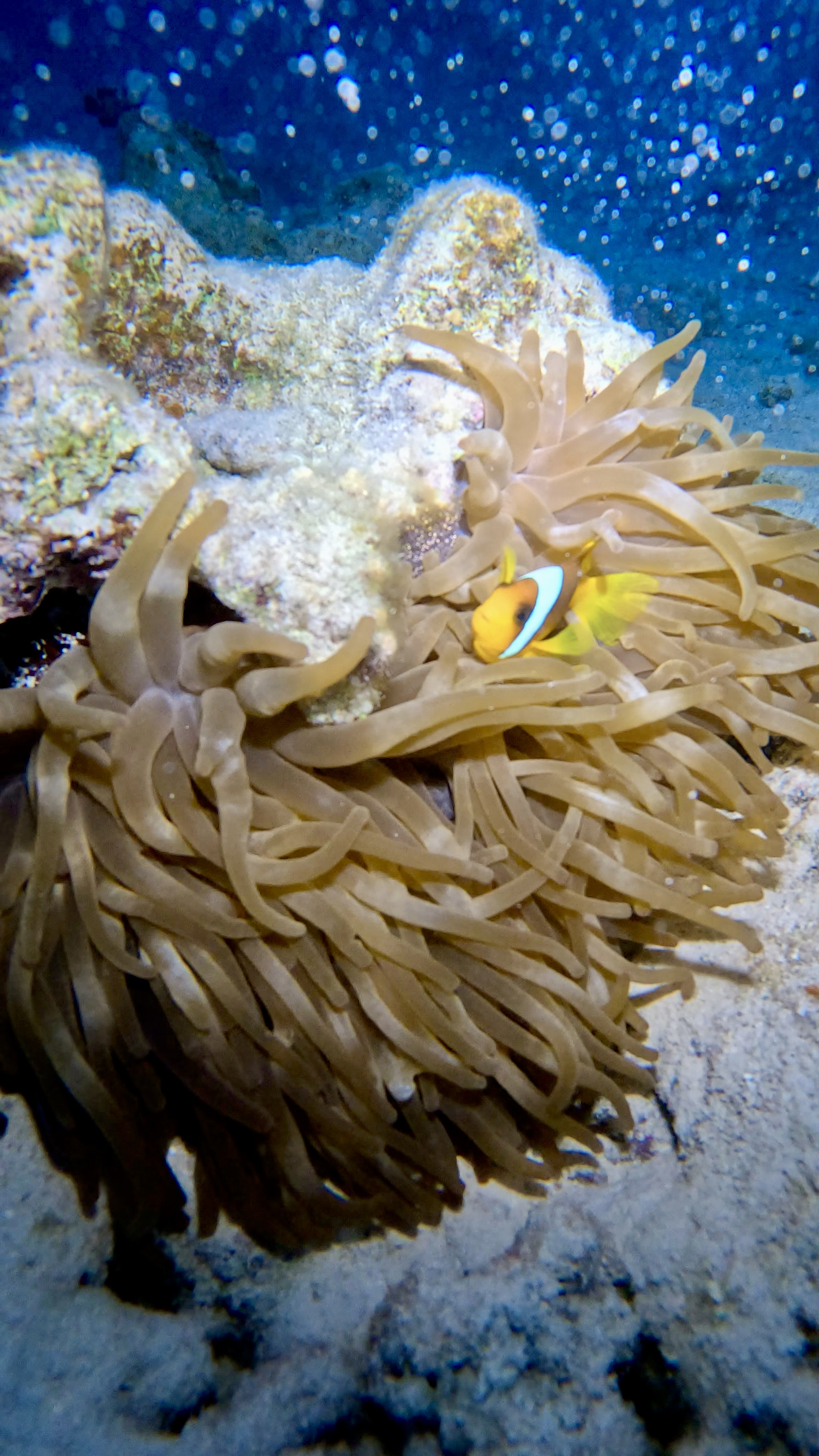 Ras Katy, Sharm El Sheikh Dive Site