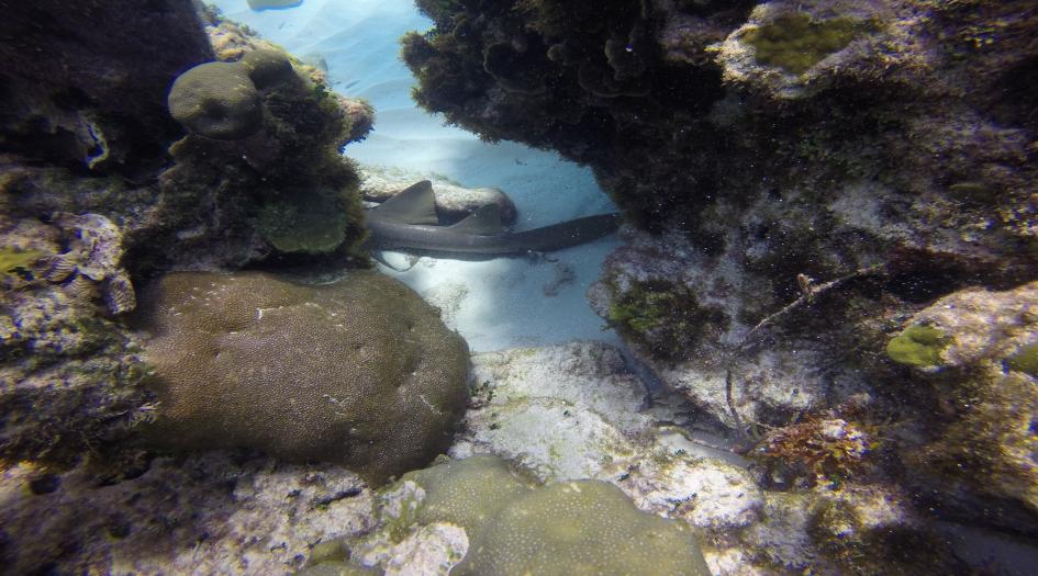 The Drift Dive Site Scuba Diving Big Corn Island, Nicaragua