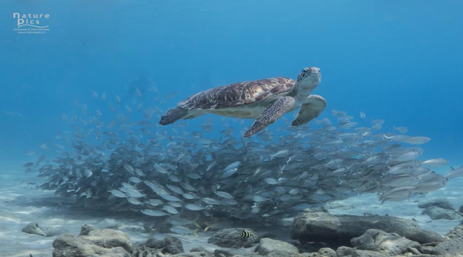 Playa Piskado Dive Site Scuba Diving Curacao, Dutch Caribbean