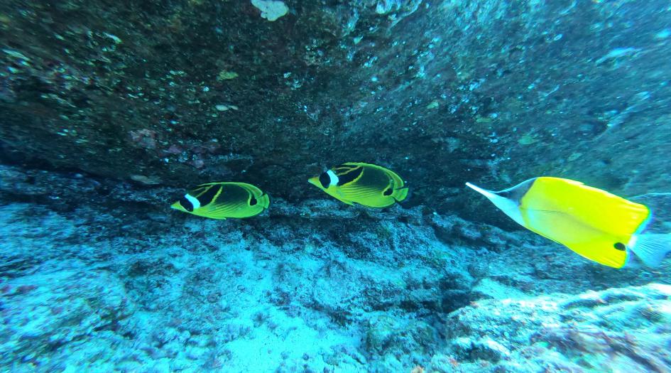 Aquarium Dive Site Scuba Diving Hawaii (Big Island), United States