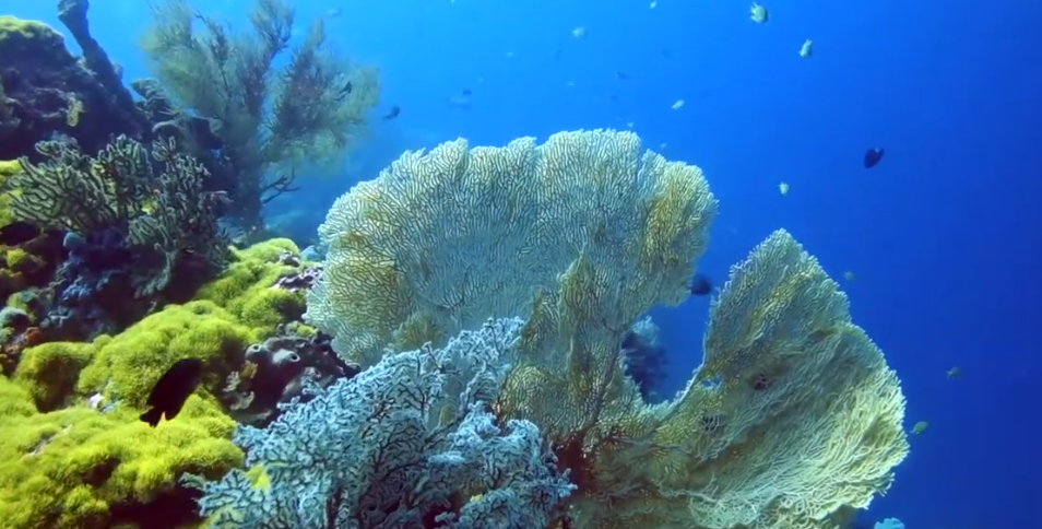 Garden Eel Dive Site Scuba Diving Bali, Indonesia